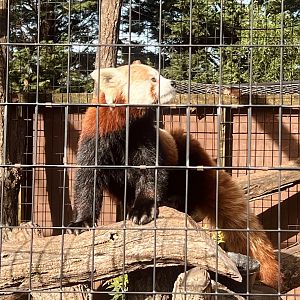 Red Panda