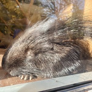 Crested Porcupine
