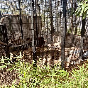 Eurasian Lynx Exhibit