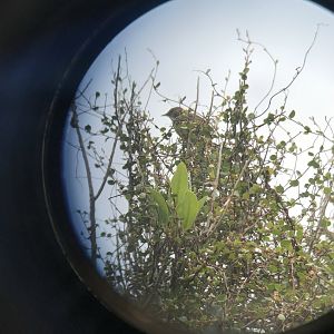 New Zealand Fernbird (North Island)