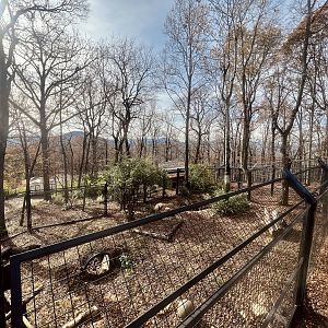 American Black Bear Exhibit
