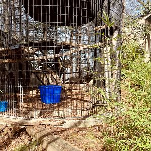 Eurasian Lynx Exhibit