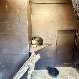 Raccoon Exhibit