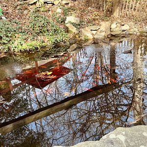 Koi Pond