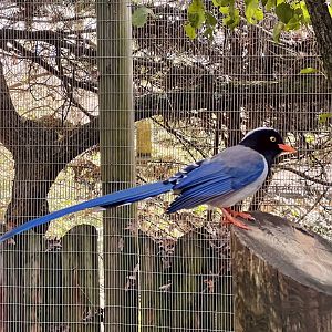Red-billed Blue Magpie