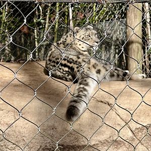 Snow Leopard