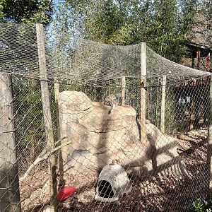 Snow Leopard Exhibit