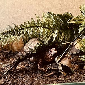 Eastern Box Turtle