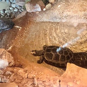 Yellow-spotted Side-necked Turtle