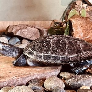 Yellow-Spotted Side-necked Turtle