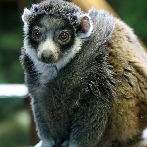 Mongoose Lemur (Eulemur mongoz)