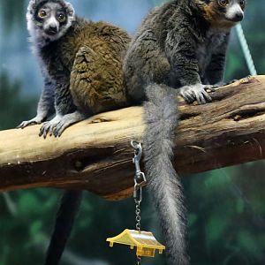 Mongoose Lemur (Eulemur mongoz)