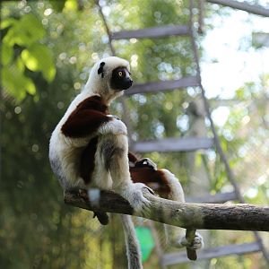Coquerel's Sifaka (Propithecus coquereli)
