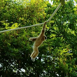 Swinging Gibbon