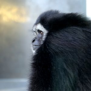 Mercury the Lar Gibbon