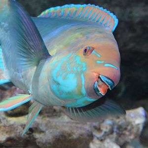 Singapore parrotfish (Scarus prasiognathos)