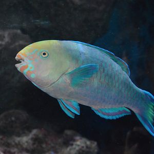 Greensnout parrotfish (Scarus spinus)