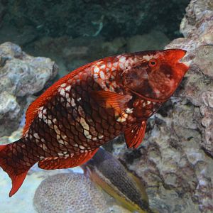 Red parrotfish (Scarus xanthopleura)