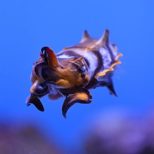 Paintpot cuttlefish (Metasepia tullbergi)
