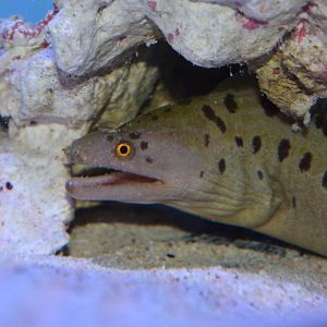 Shao’s moray (Gymnothorax shaoi)