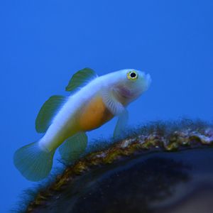 Dinah's goby (Lubricogobius dinah)