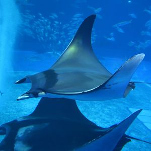 Bentfin devil ray (Mobula thurstoni)