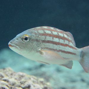 Checkered snapper (Lutjanus decussatus)