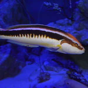 Musum's comb wrasse (Coris musume)