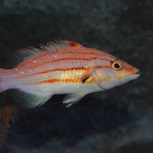 Lined hogfish (Bodianus leucosticticus)