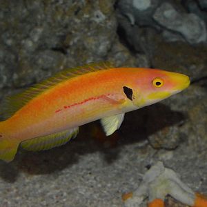 Black ear hogfish (Bodianus tanyokidus)