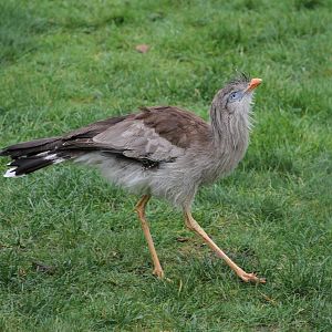 Red-legged Seriema