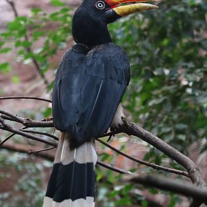 Rhinocerous Hornbill