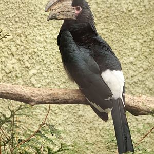 Trumpeter Hornbill
