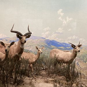 Mountain Nyala - Akeley Hall of African Mammals