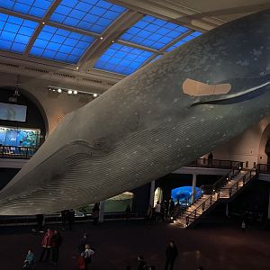 Bandaged Blue Whale? - Milstein Hall of Ocean Life