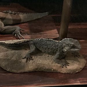 Tuatara - Hall of Biodiversity