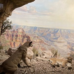 Mountain Lion - Bernard Family Hall of North American Mammals