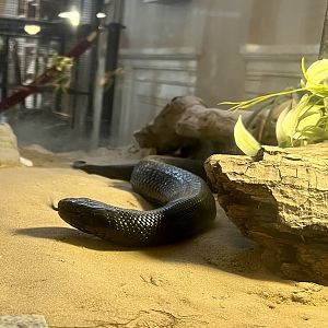 Eastern Indigo Snake
