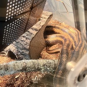 Hybrid Rat Snake (Spolloides & Alleghaniensis