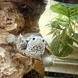 Diamond-backed Terripan