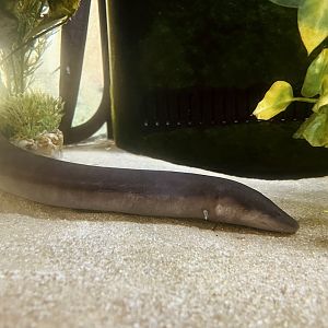 Two-toed Amphiuma