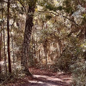 Path through the woods