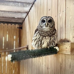 Barred Owl