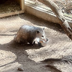 Virginia Opossum