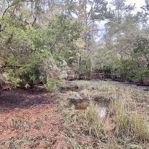 American Alligator Exhibit