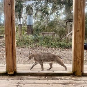 Bobcat
