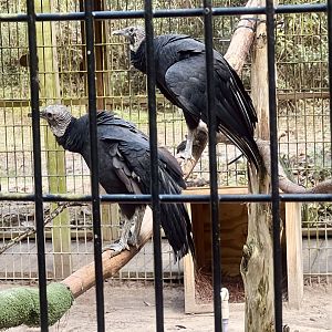 Black Vultures