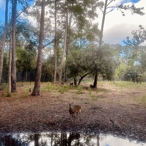 Whitetail Deer Exhibit