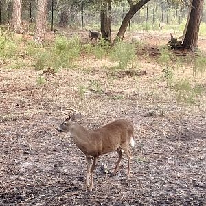 Whitetail Deer