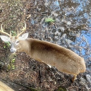 Whitetail Deer